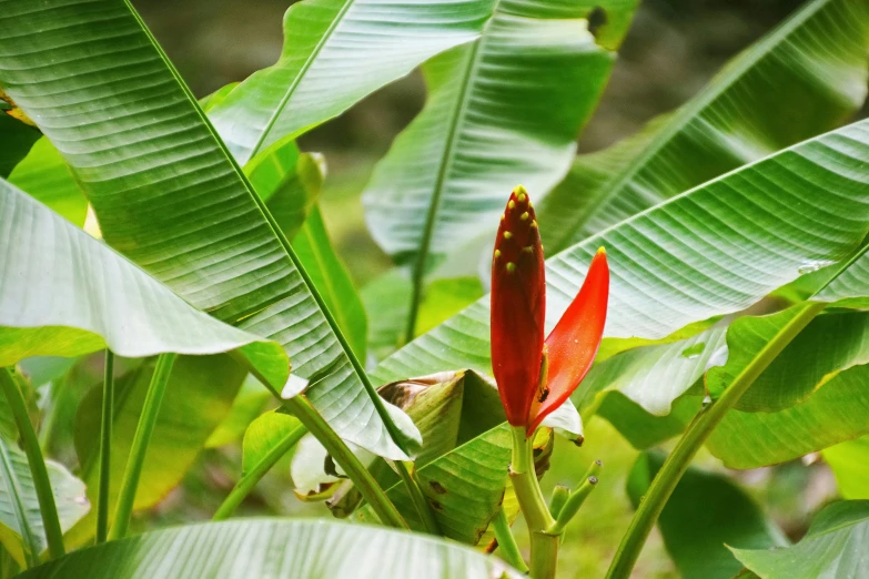 a red flower sitting on top of a lush green bush