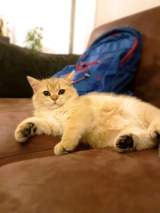 a small, light colored cat lays down on a couch