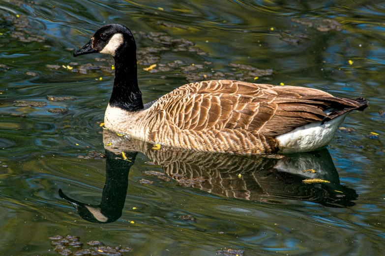 a goose with a black beak swims in the water