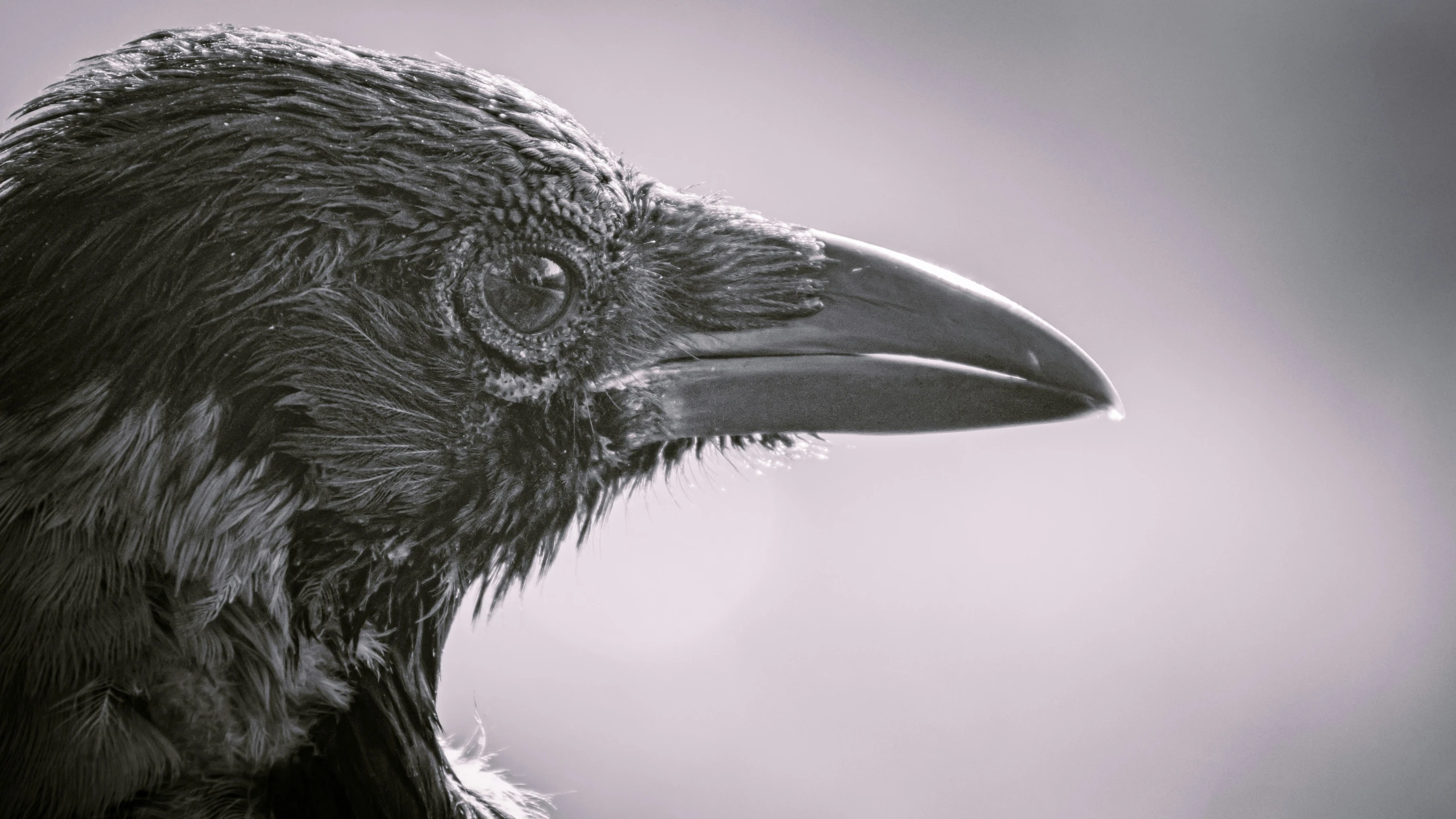 a black bird looks over its head