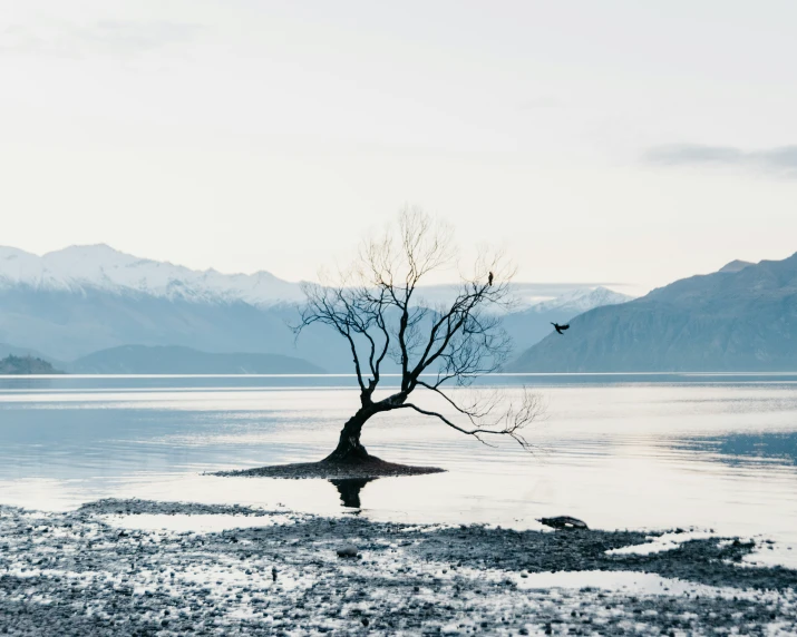 a tree with no leaves in the middle of a lake