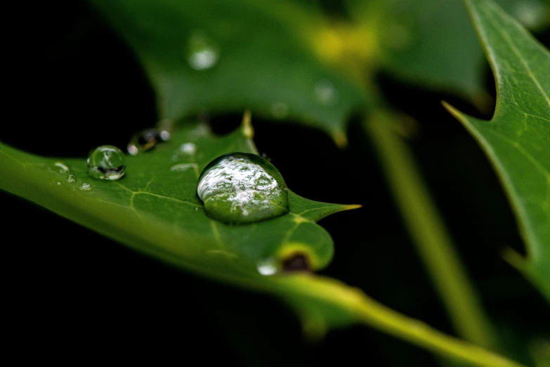 a small raindrop on a green leaf