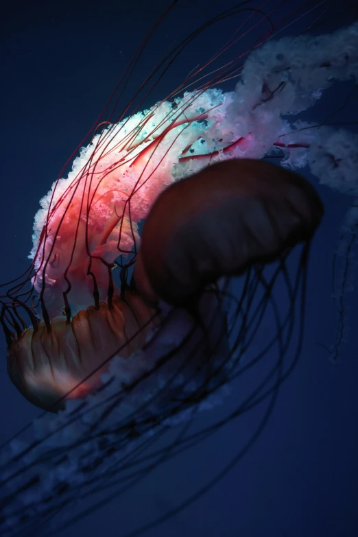 a jellyfish with very different colored tentacles in it's body