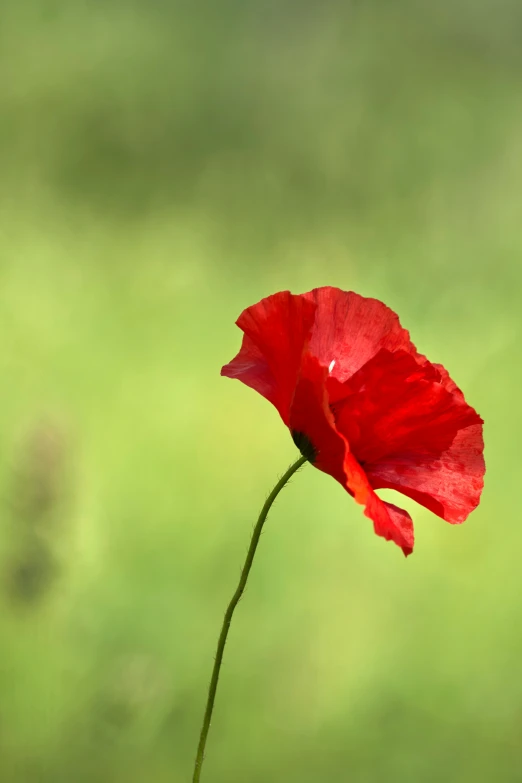 a red flower with large petals stands out against the green background