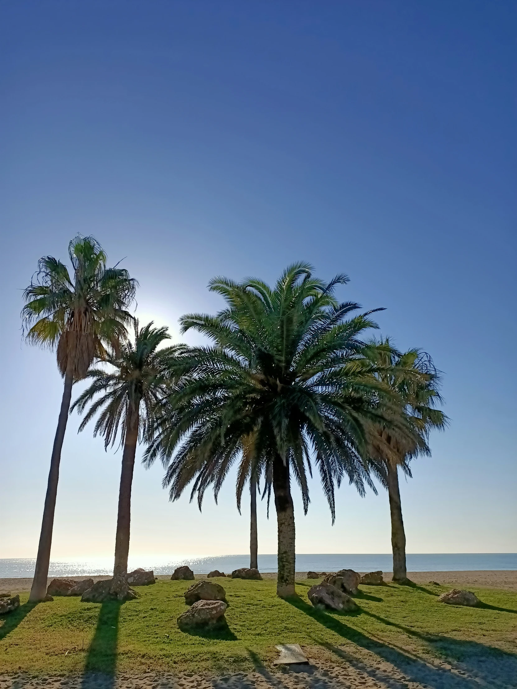 a group of palm trees near some ocean water