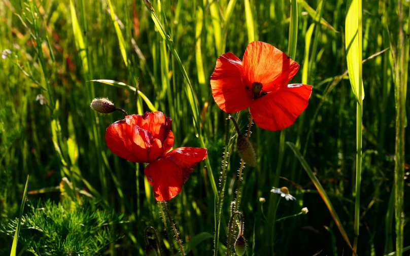 red flowers stand in tall grass with some water drops