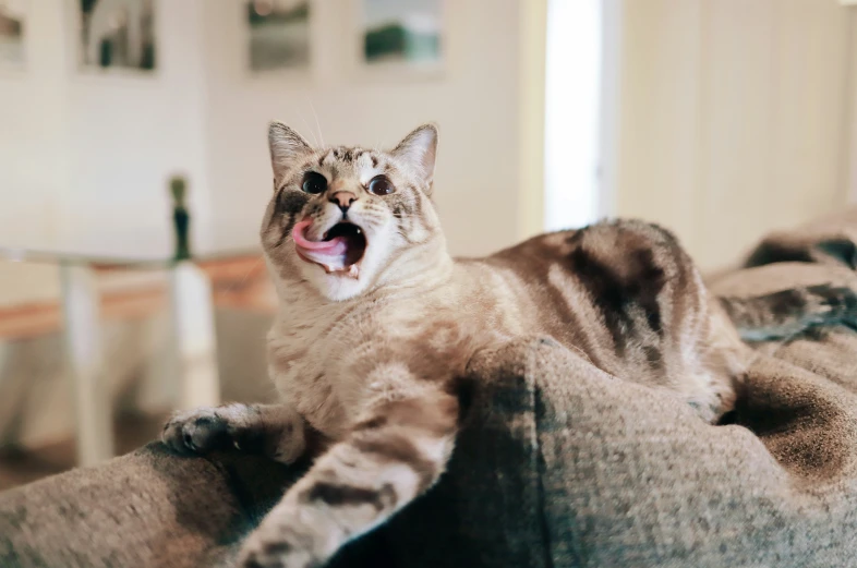 there is a cat that is happy on the couch