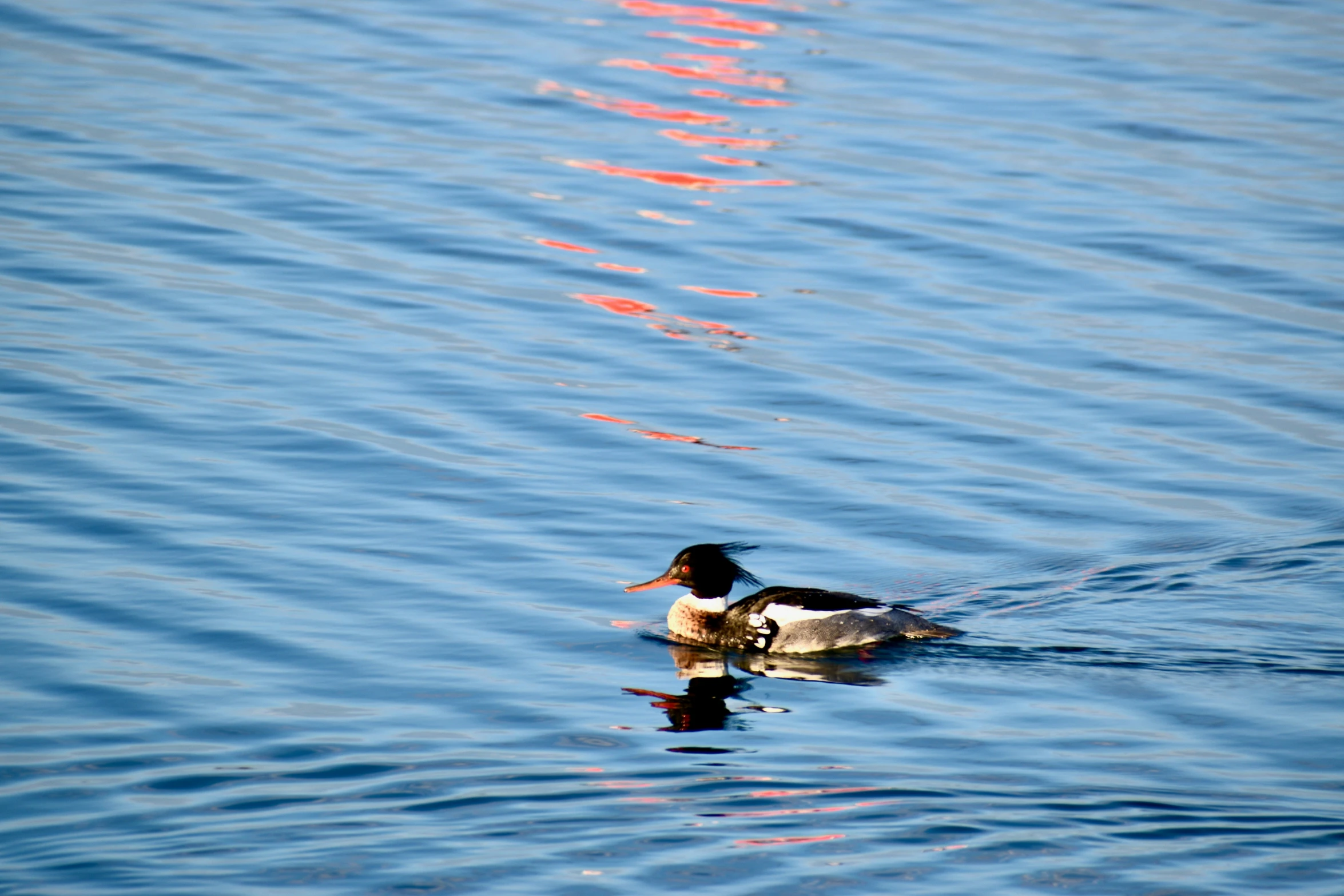 the large bird is floating in the water