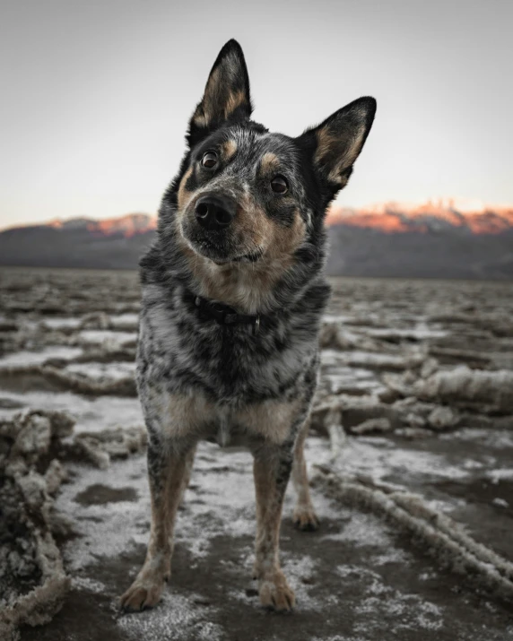 a close up of a dog standing in the dirt