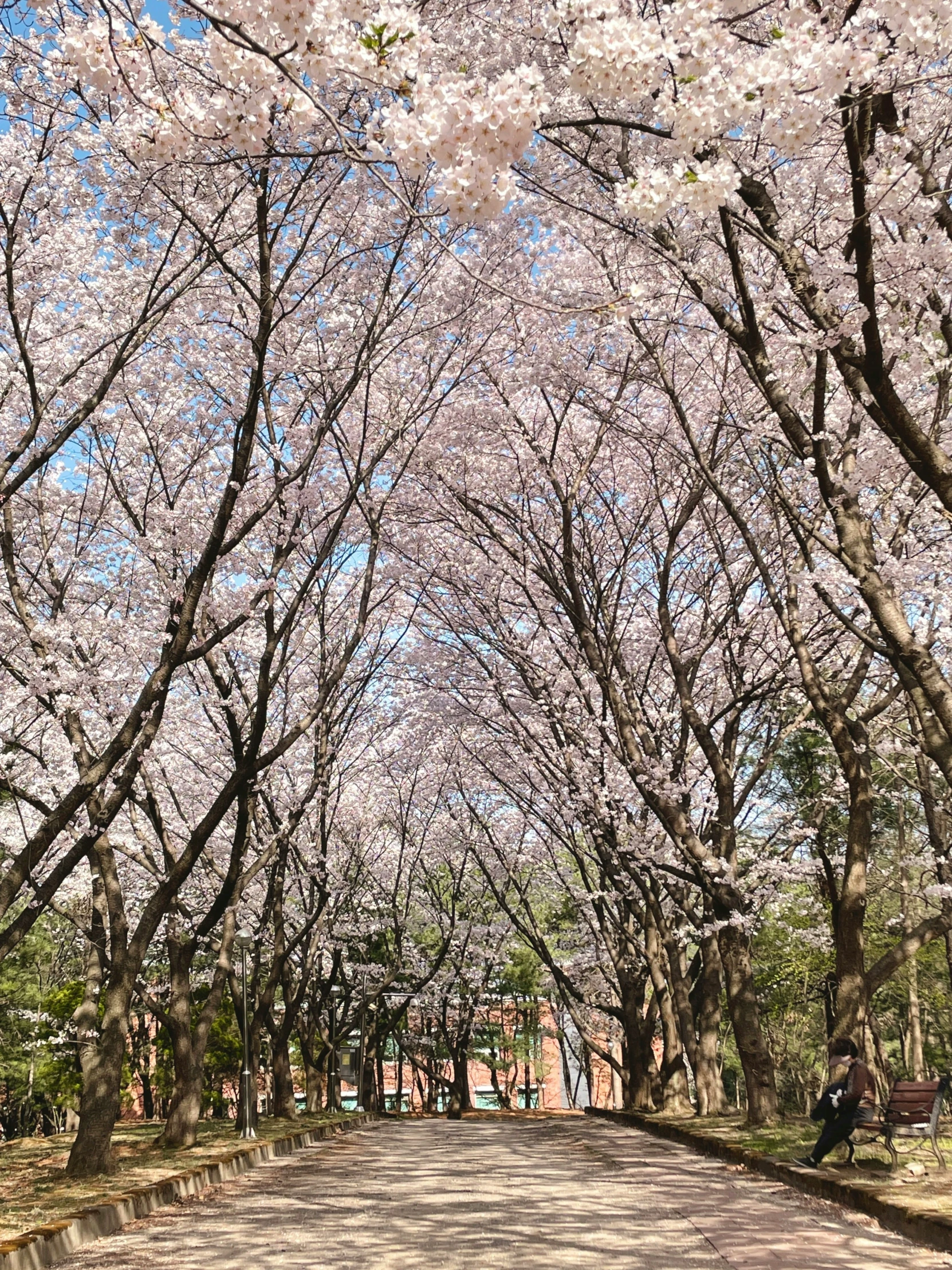 a park lined with lots of pink flowers