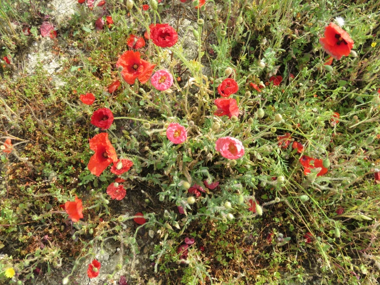 a very colorful plant with very large flowers