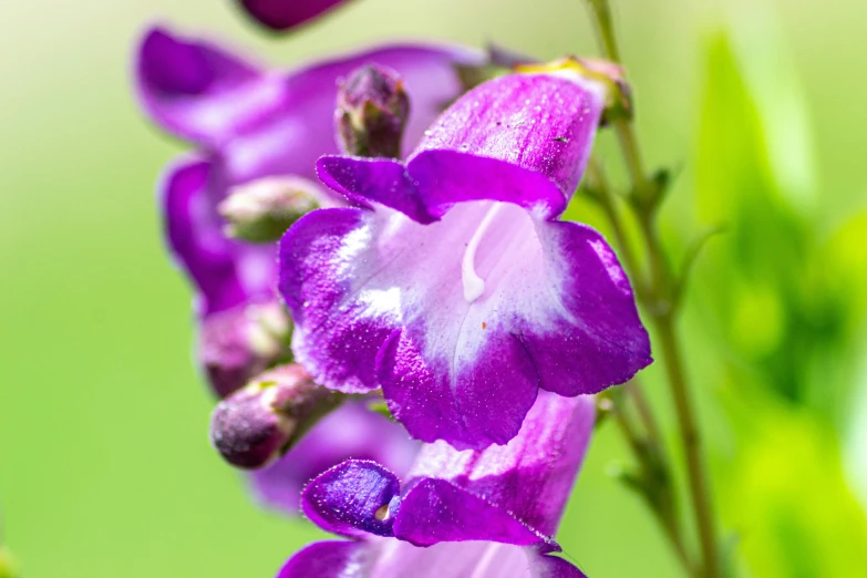 a purple flower is blooming along side a green blurry background