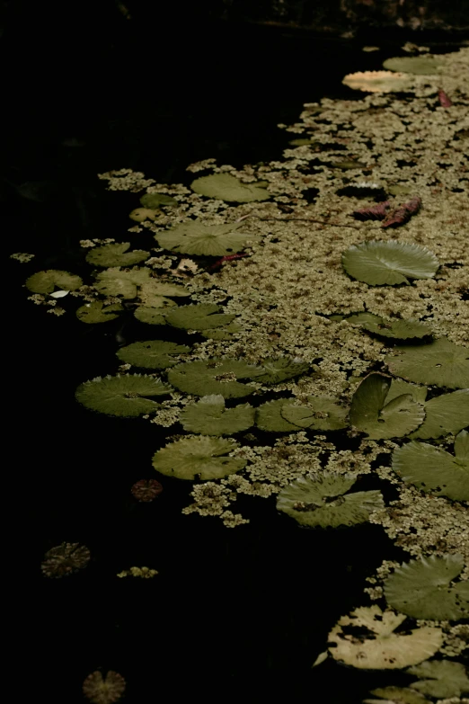 a view of some lily pad plants at the edge of the river