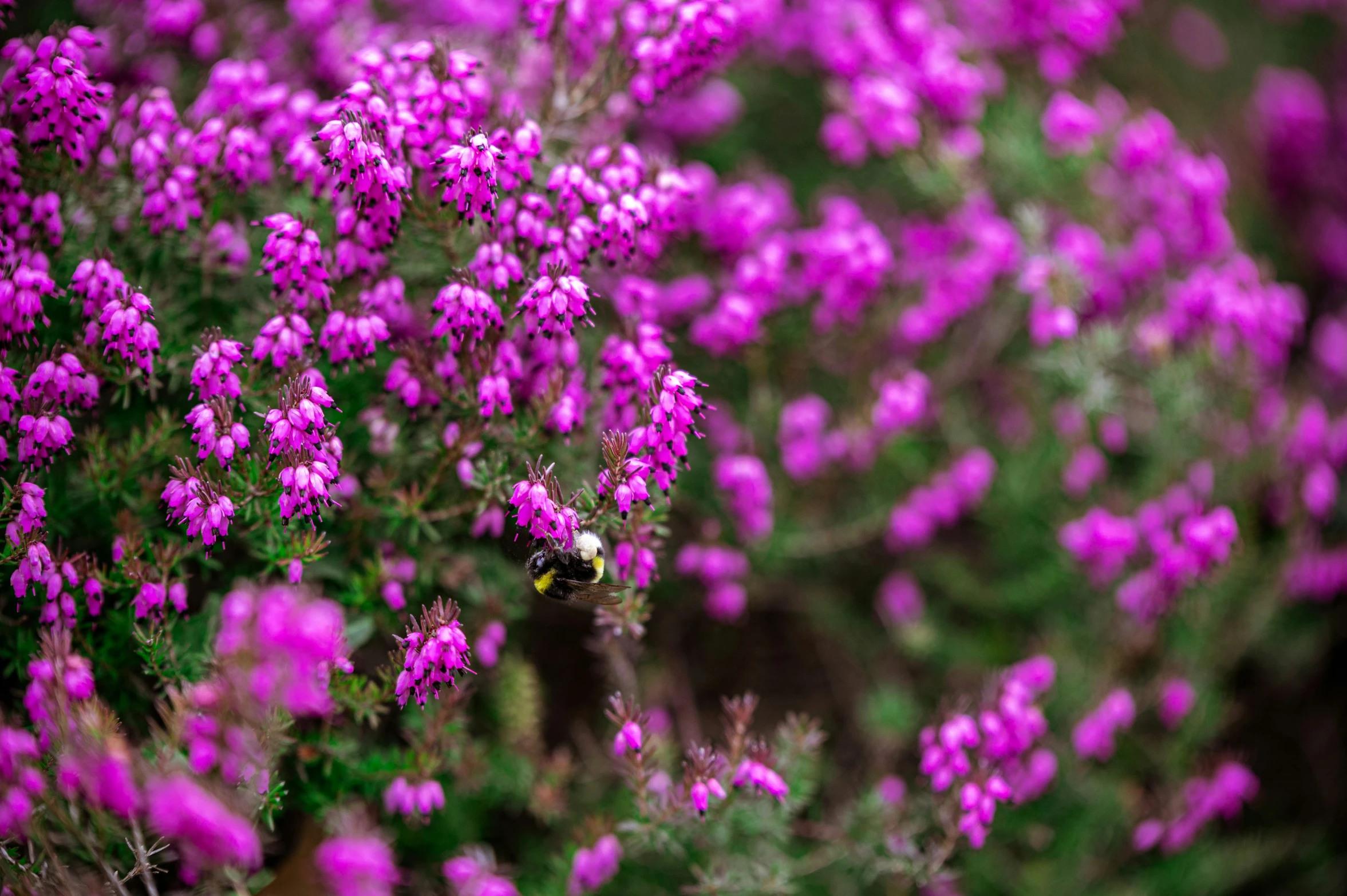 some kind of purple flower with a bee on it