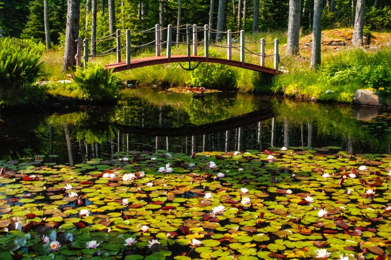 there is a pond that has lily pads in it