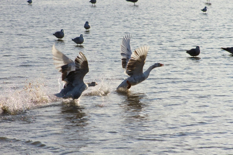 ducks swim in the water near a flock of seagulls