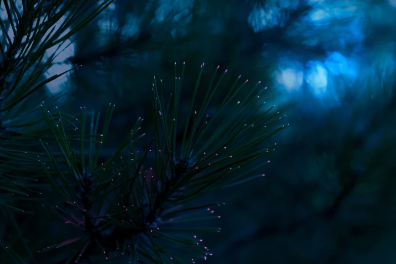 the pine needles have tiny lights in them