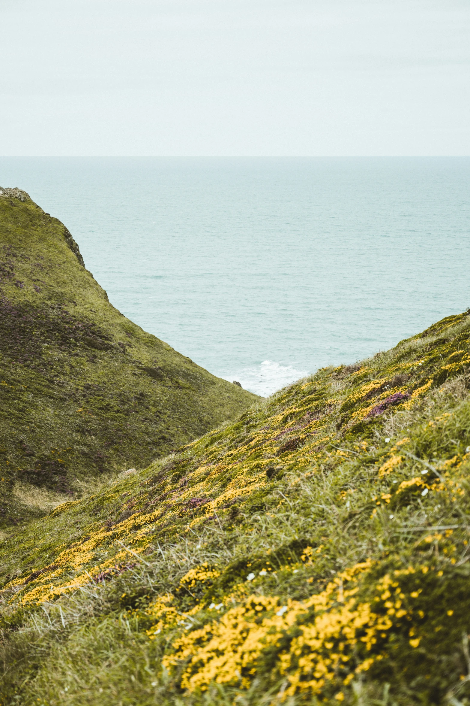 a white horse standing on top of a green hillside