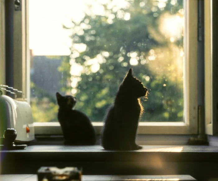 there are two cats sitting on the windowsill together