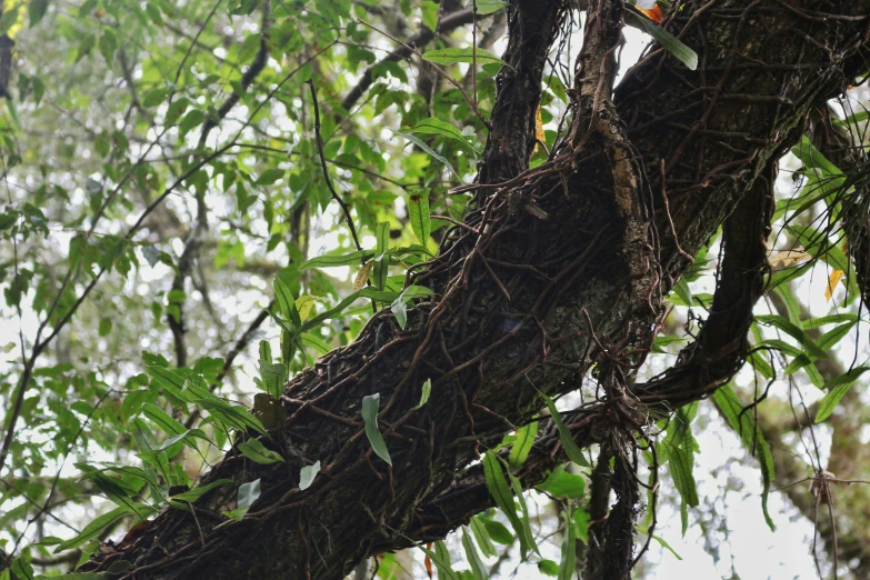 green vine wrapped around tree nches in the middle of the day