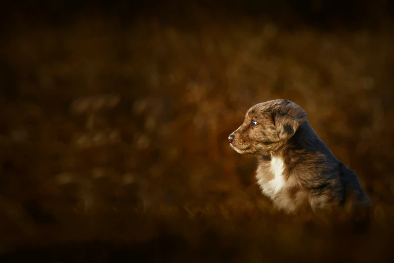 a dog sitting in a brown grass field