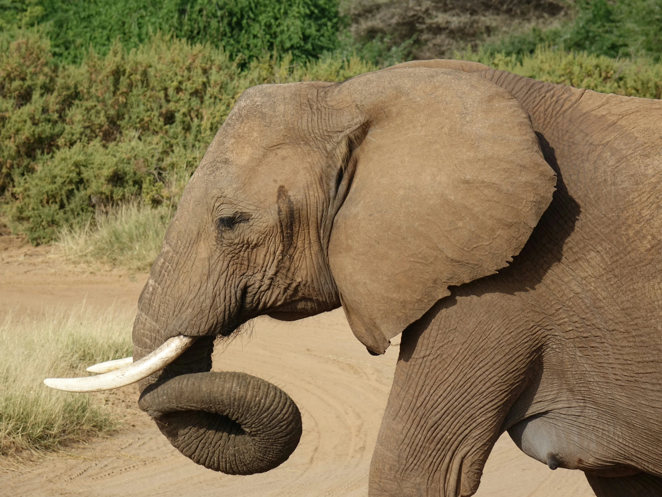 an elephant standing on a dirt road and holding it's trunk out