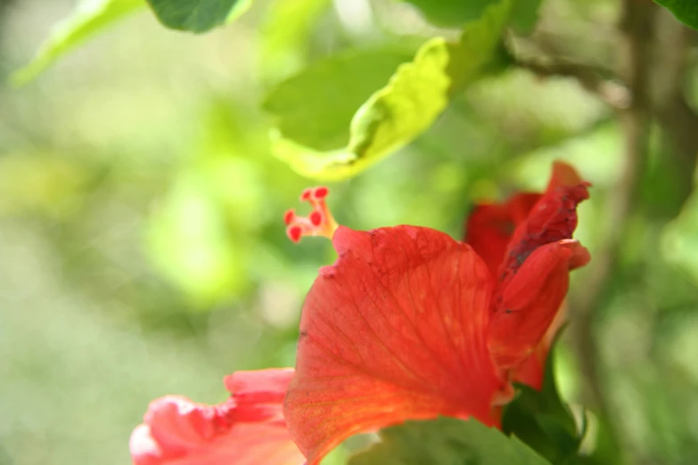 two bright red flowers growing in the middle of a bush