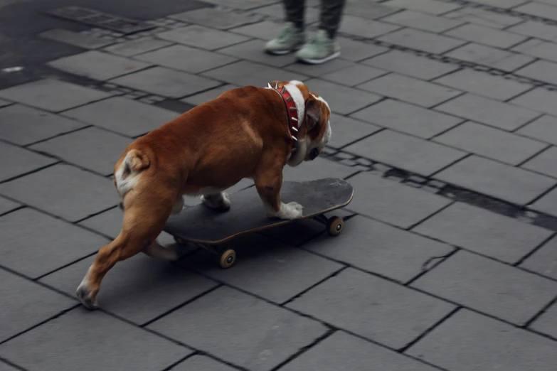 a dog with a crown riding a skateboard