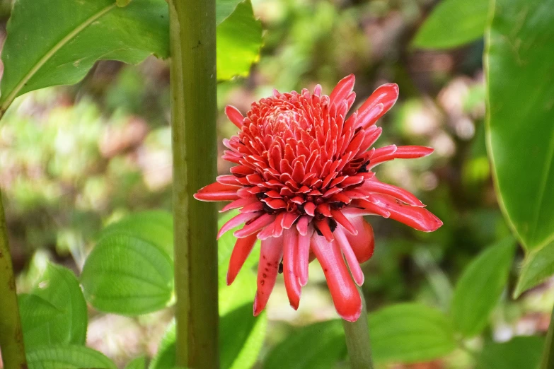 red flower with the green stems in front