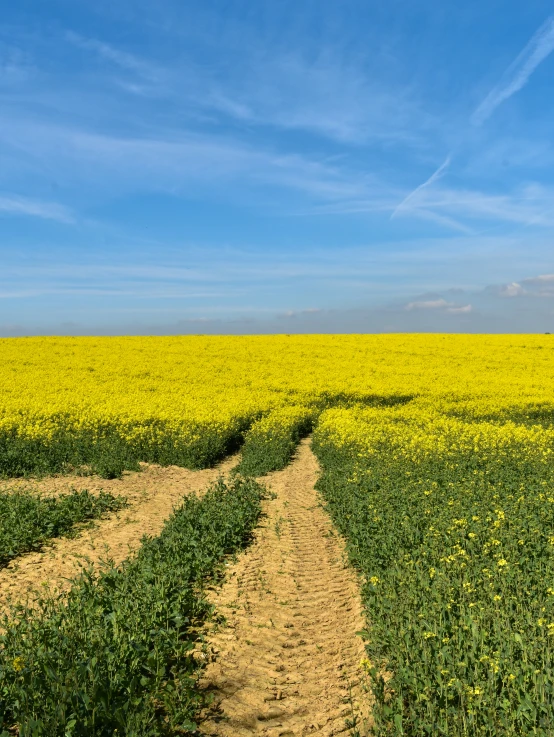 two roads in the middle of a field