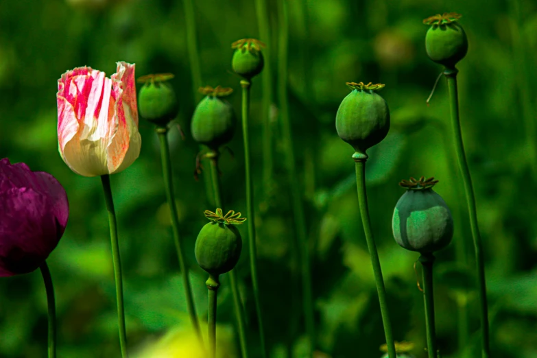 pink and red flowers bloom in the middle of green grass