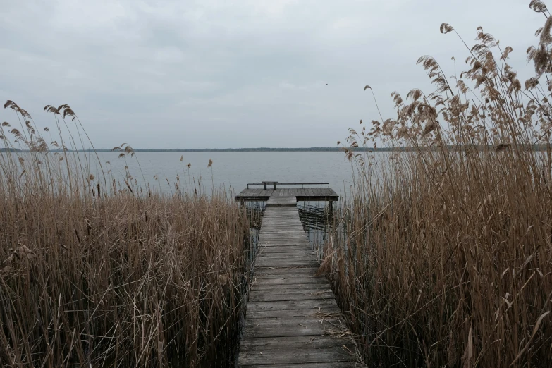 a wooden walkway leads out into the water from tall grass