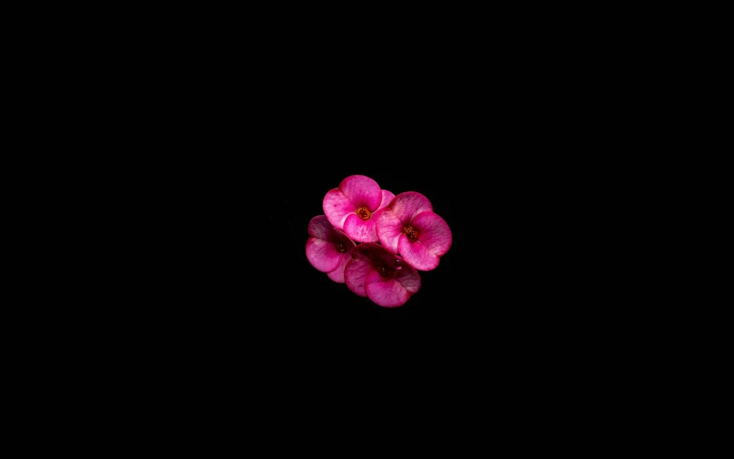 two pink flowers on black surface with small reflection