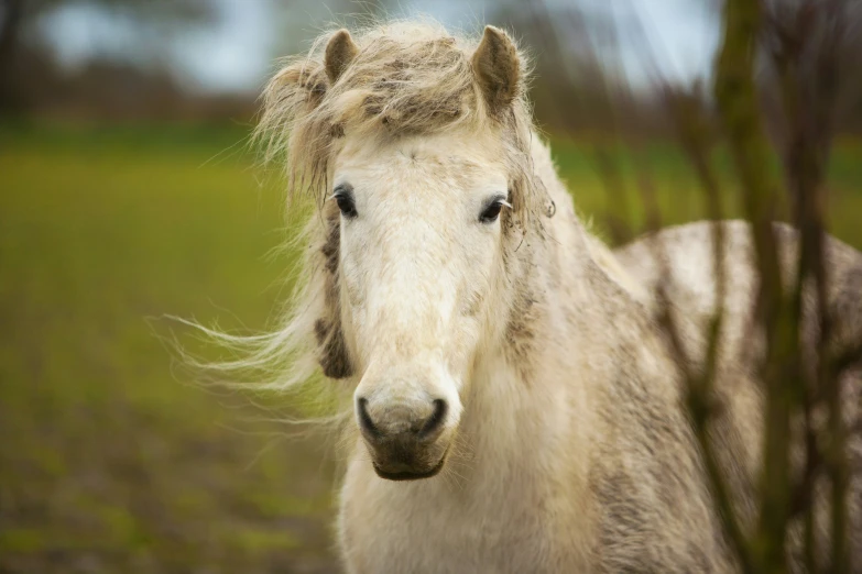 there is a white horse with long hair on it's head