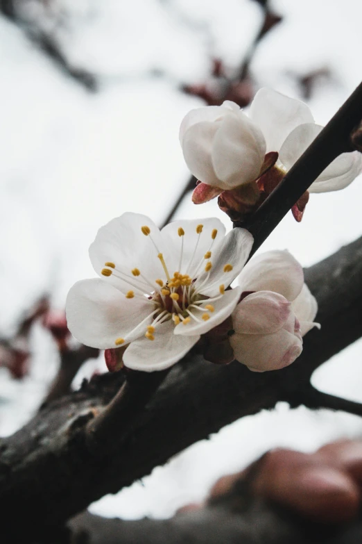 the white flower is blooming from the nch