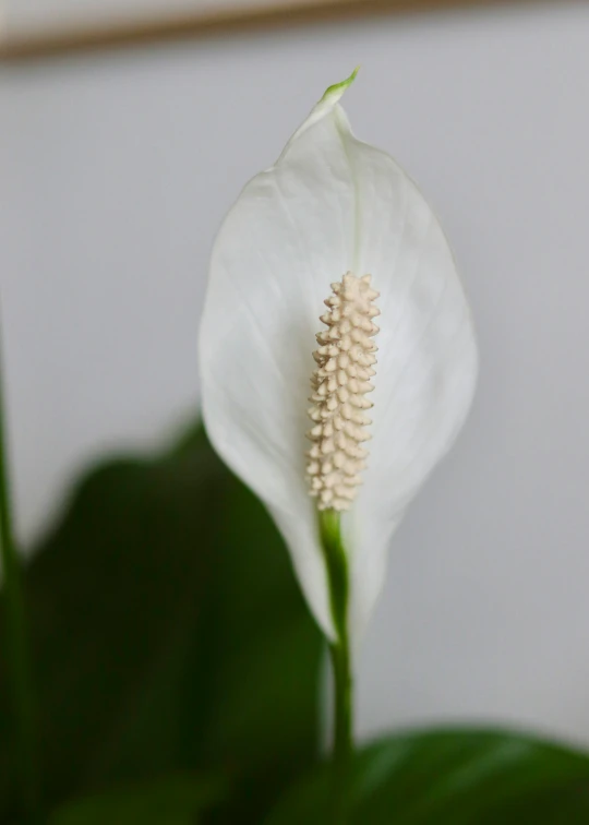 this is an image of a white flower