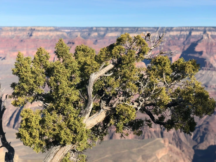 a pine tree stands high above the grand canyon