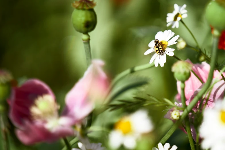 a yellow bee on a white flower surrounded by other flowers