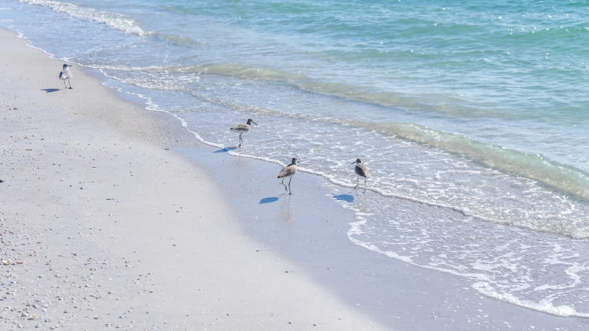 several birds walking along a beach near the ocean