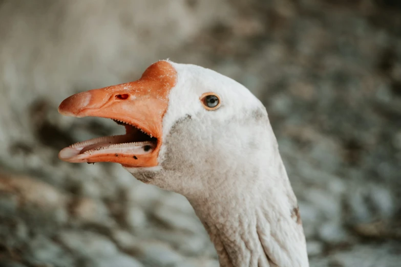 a close up view of a duck with its mouth open