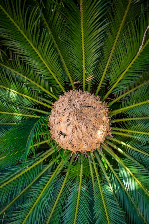 a bird's nest nest on a tree top