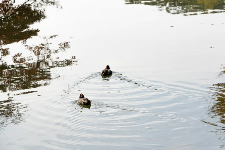 two ducks in a small pond on a sunny day