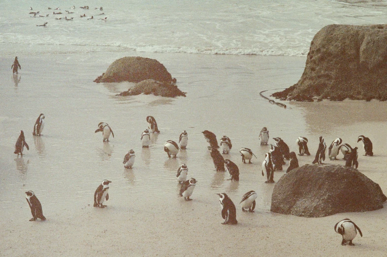 several penguins that are standing in the water