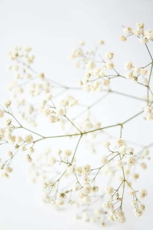 a bunch of white baby's breath flowers on a white background