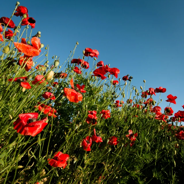 a field with a lot of red flowers in it