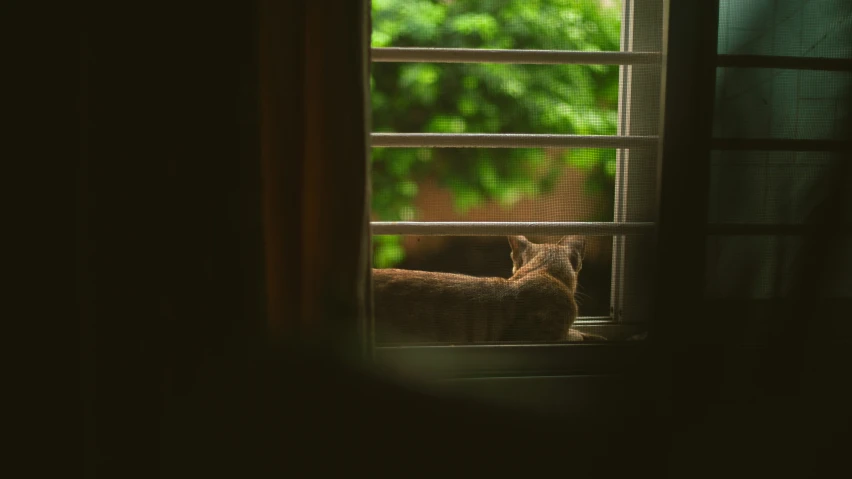 there is a small kitten sitting on a window sill