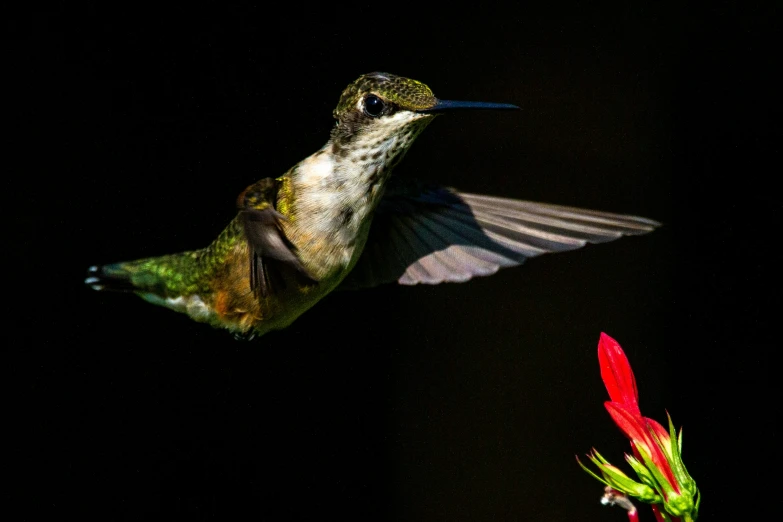 a small humming bird is flying away from a flower