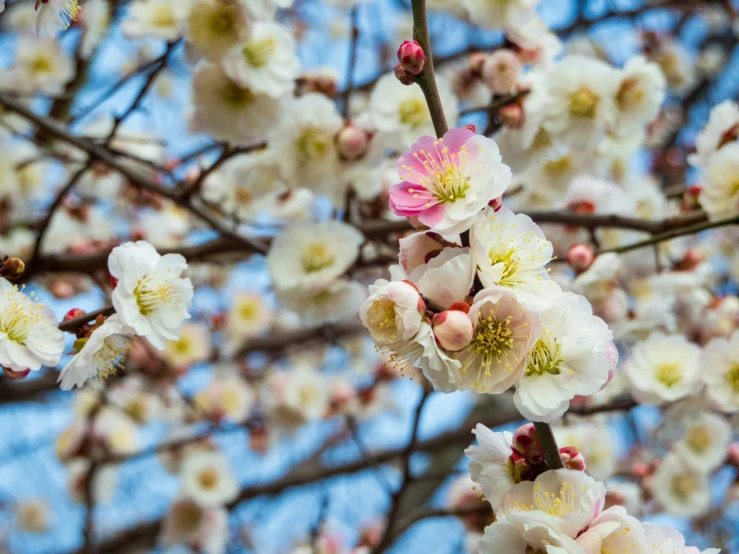 a bunch of flowers are shown blooming