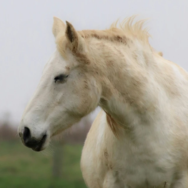 a white horse that is standing in the grass