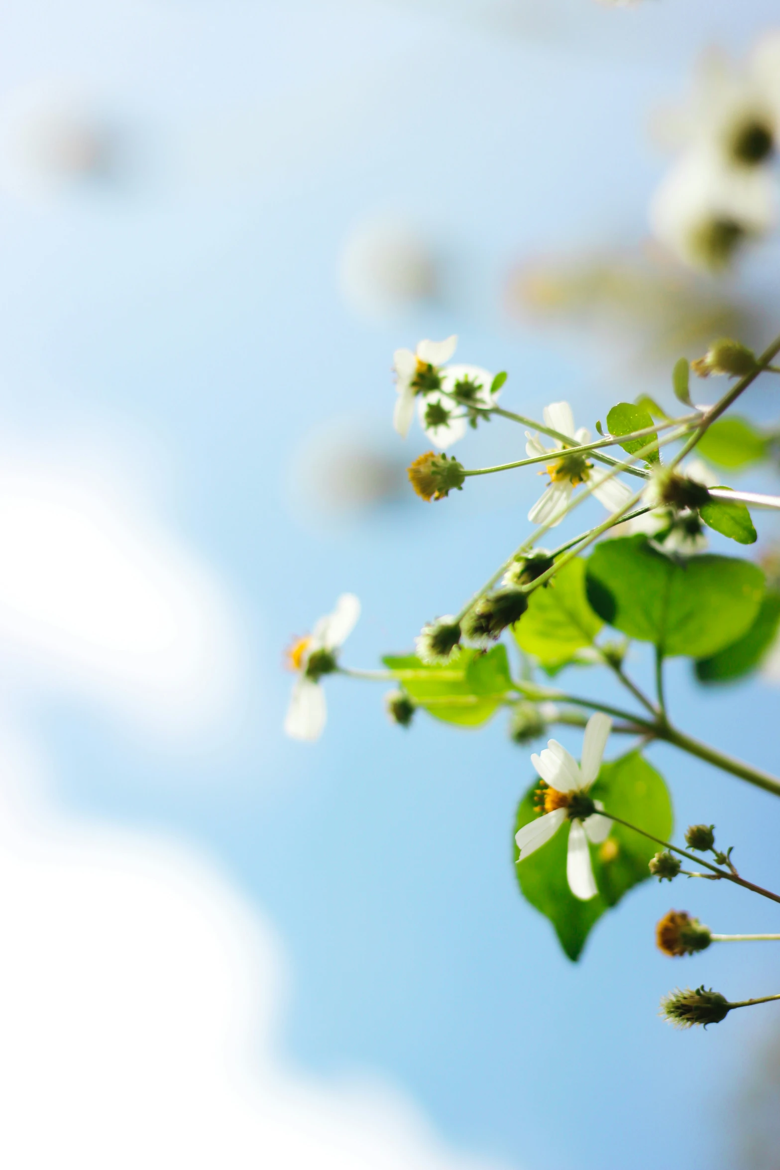 the flowers are blooming in front of the sky